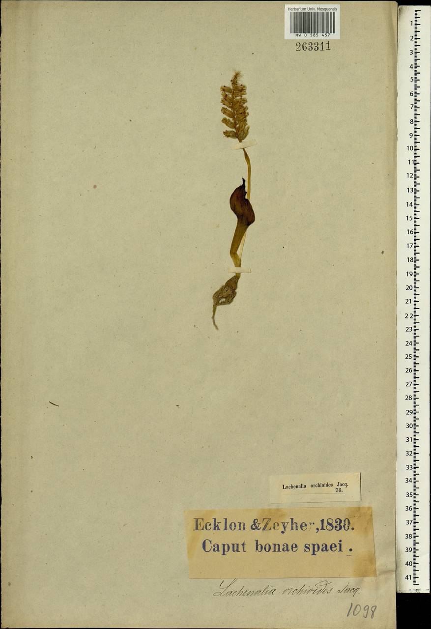 Lachenalia orchioides (L.) Aiton, Африка (AFR) (ЮАР)