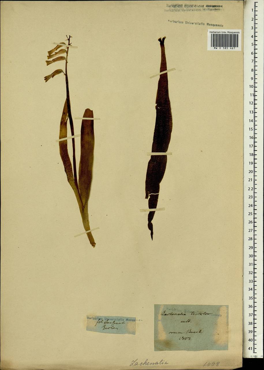 Лашеналия алоэвидная (L.f.) Engl., Африка (AFR) (Неизвестно)