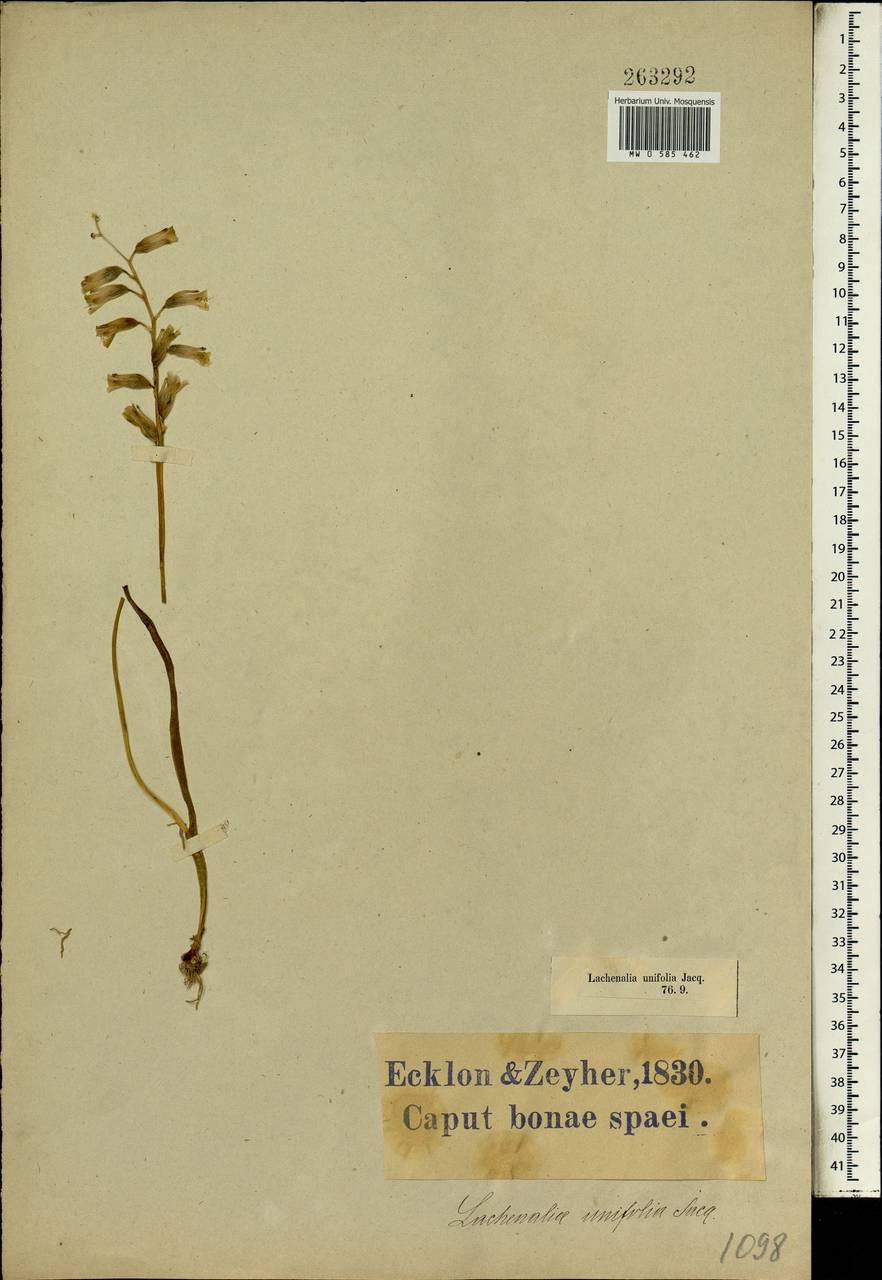 Lachenalia unifolia Jacq., Африка (AFR) (ЮАР)