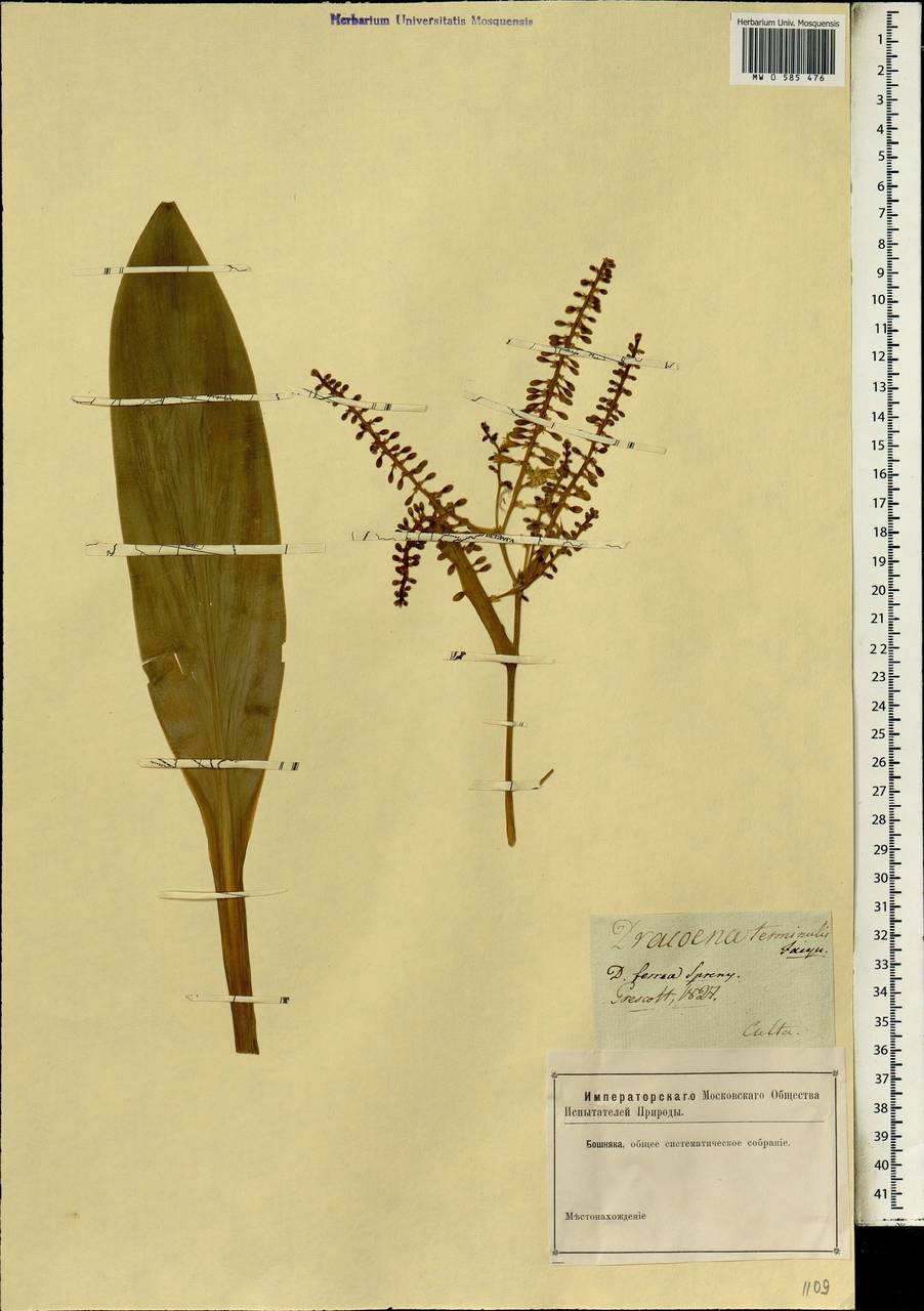 Cordyline fruticosa (L.) A.Chev., Африка (AFR) (Неизвестно)