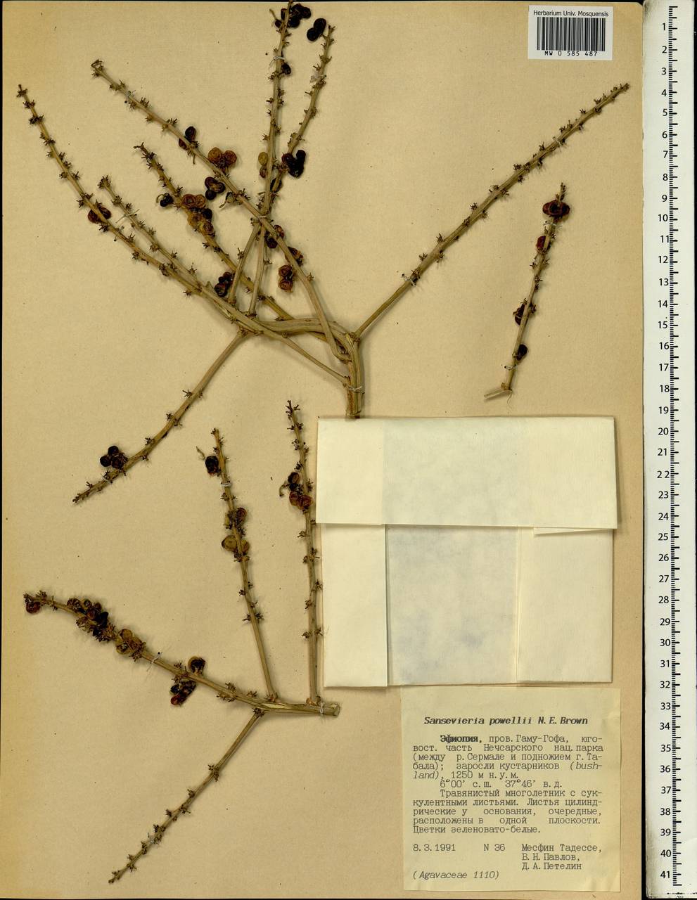 Sansevieria powellii N.E.Br., Африка (AFR) (Эфиопия)
