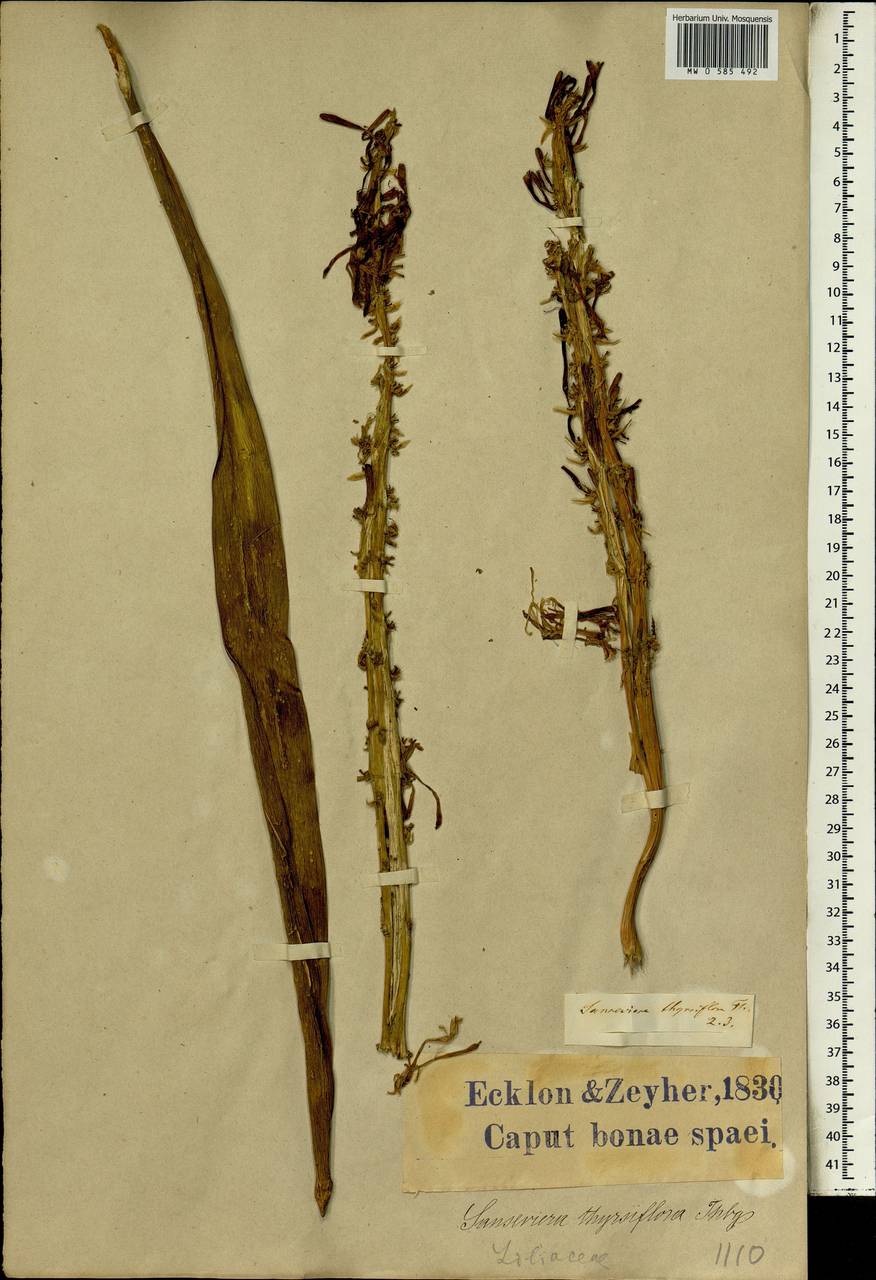 Sansevieria hyacinthoides (L.) Druce, Африка (AFR) (ЮАР)