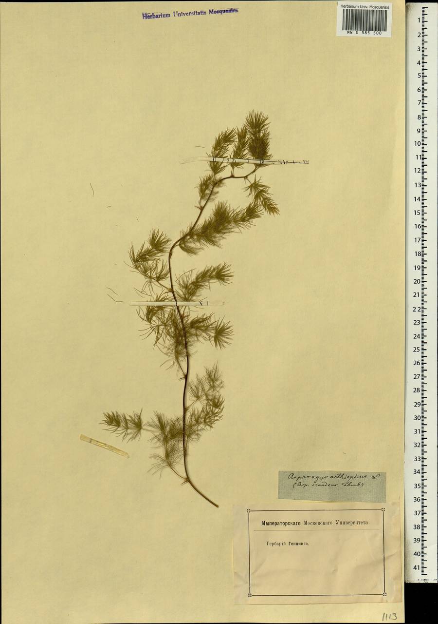 Asparagus aethiopicus L., Африка (AFR) (Неизвестно)