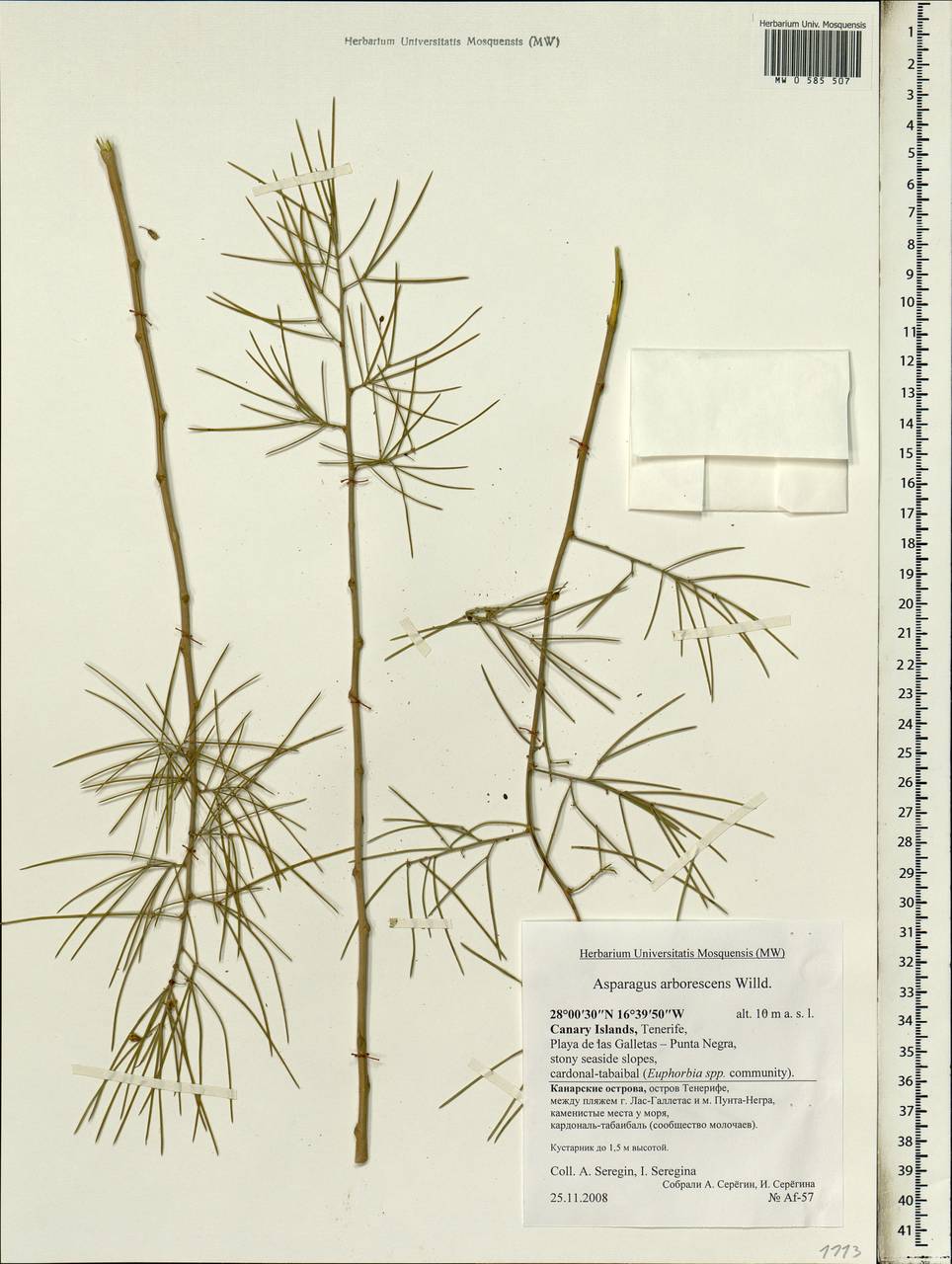 Asparagus arborescens Willd. ex Schult. & Schult.f., Африка (AFR) (Испания)