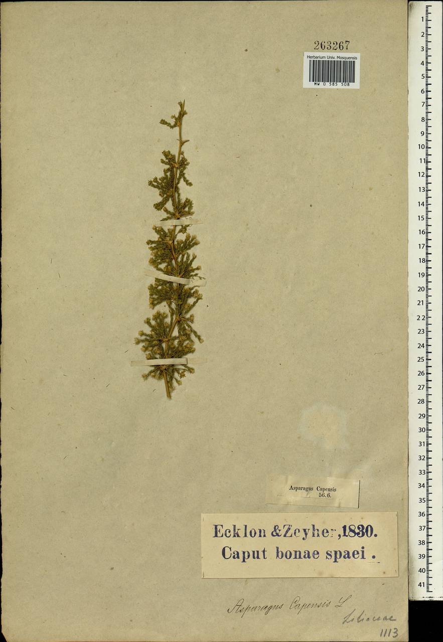 Asparagus capensis L., Африка (AFR) (ЮАР)