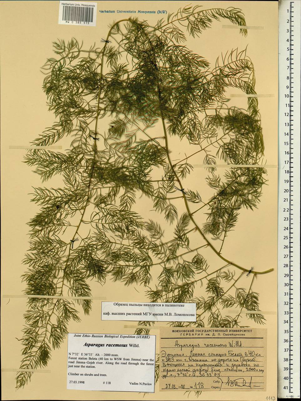 Спаржа кистевидная Willd., Африка (AFR) (Эфиопия)