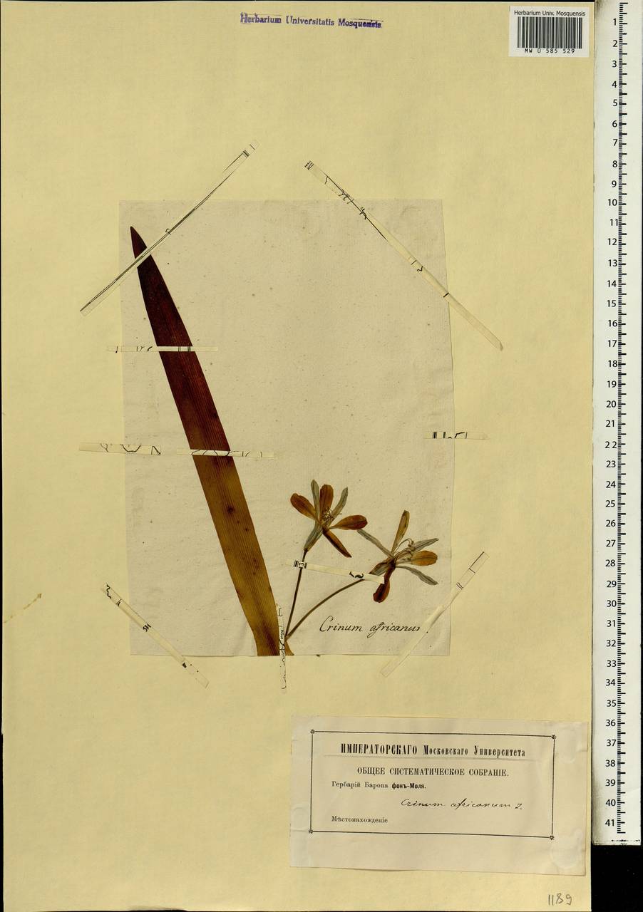 Agapanthus africanus (L.) Hoffmanns., Африка (AFR) (Неизвестно)