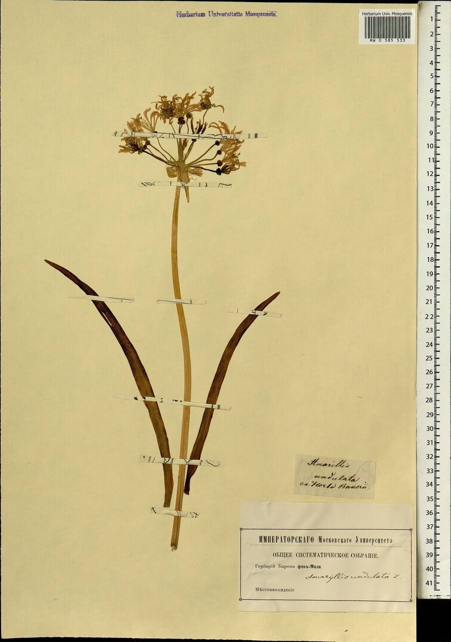 Nerine undulata (L.) Herb., Африка (AFR)
