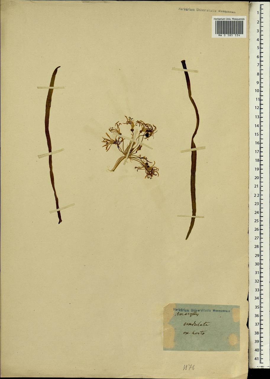 Nerine undulata (L.) Herb., Африка (AFR) (Неизвестно)