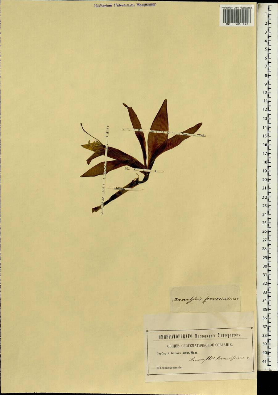 Спрекелия прекраснейшая (L.) Herb., Африка (AFR) (Неизвестно)