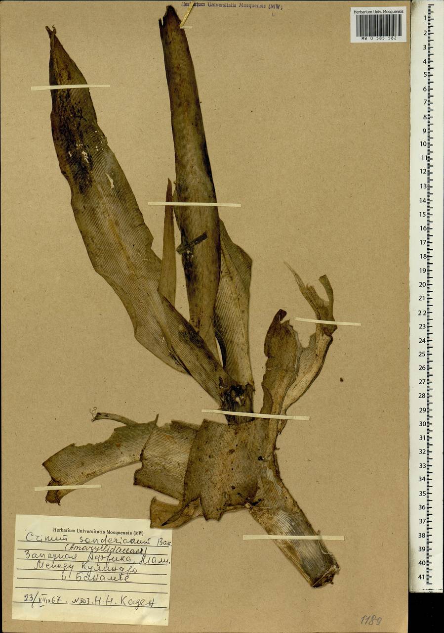 Crinum ornatum (Aiton) Herb., Африка (AFR) (Мали)