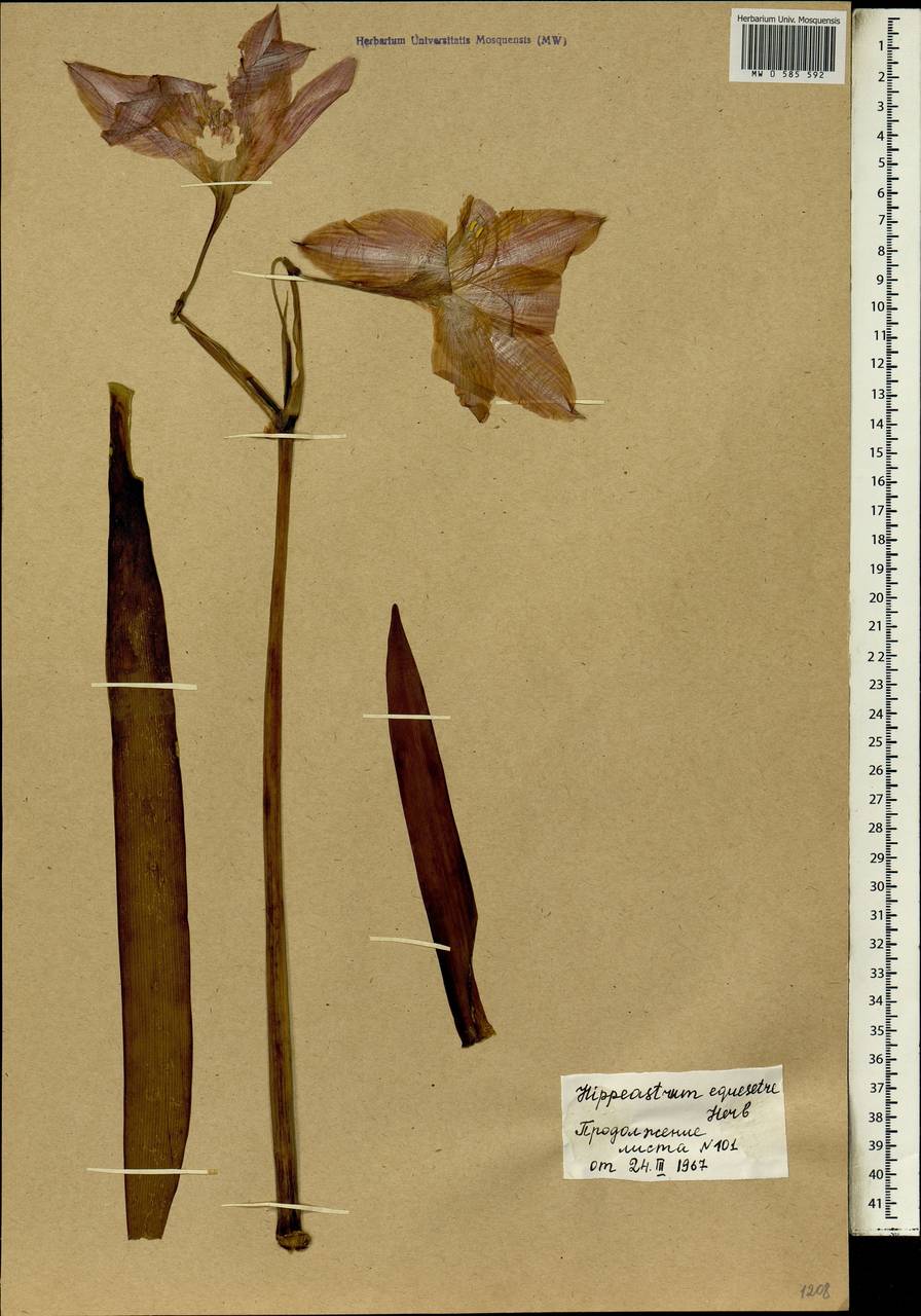 Hippeastrum puniceum (Lam.) Voss, Африка (AFR) (Мали)