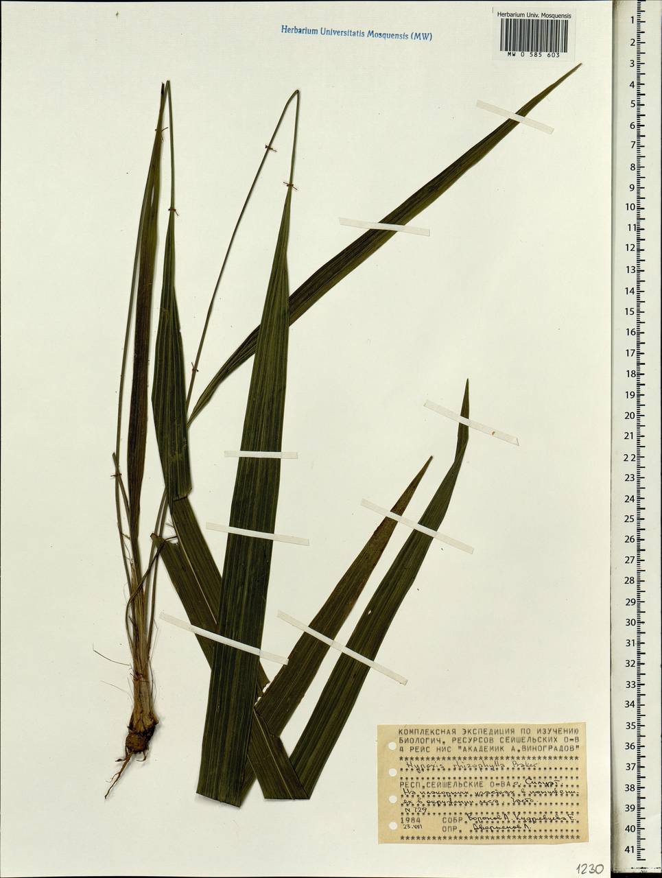 Hypoxidia rhizophylla (Baker) F.Friedmann, Африка (AFR) (Сейшельские острова)