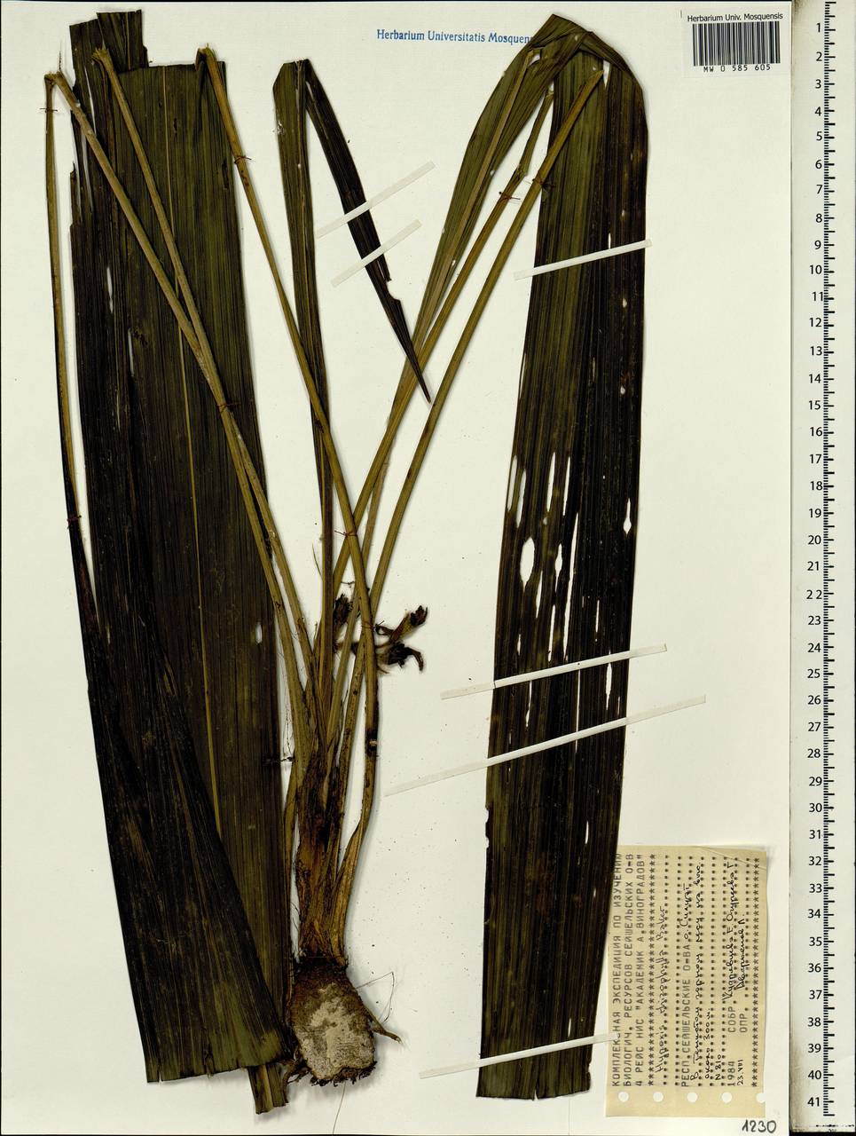 Hypoxidia rhizophylla (Baker) F.Friedmann, Африка (AFR) (Сейшельские острова)