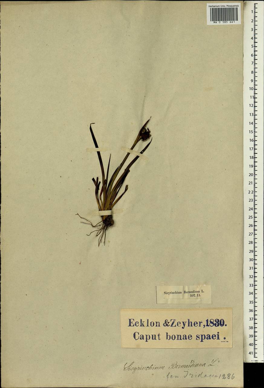 Sisyrinchium bermudiana L. , nom. cons., Африка (AFR) (ЮАР)