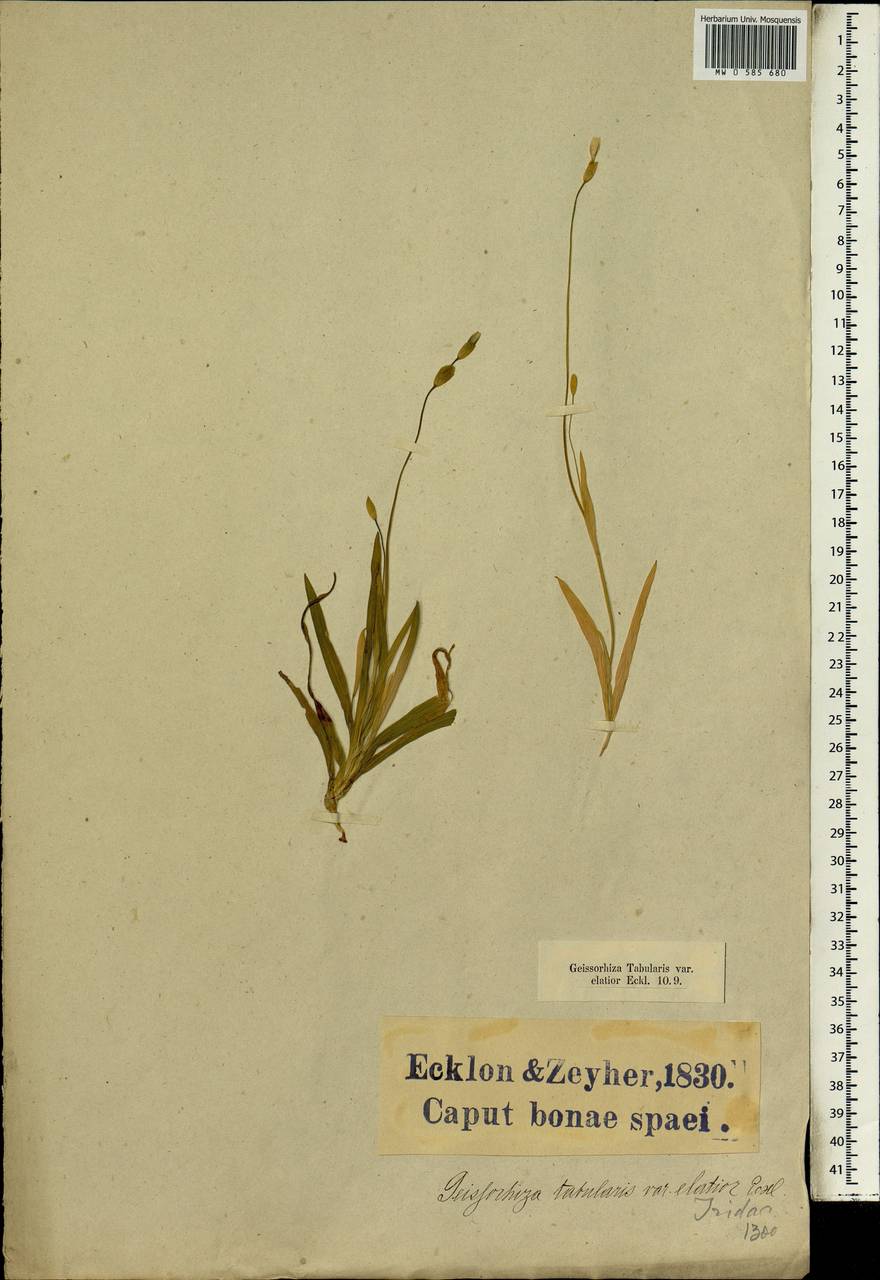 Geissorhiza tabularis Goldblatt, Африка (AFR) (ЮАР)