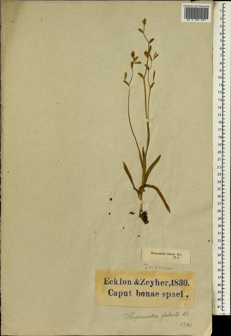 Hesperantha falcata (L.f.) Ker Gawl., Африка (AFR) (ЮАР)