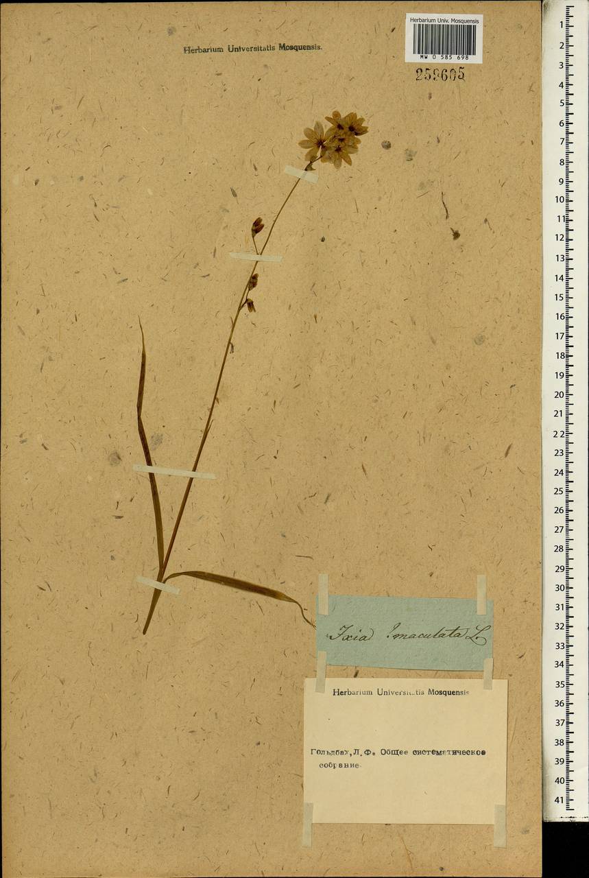 Ixia maculata L., Африка (AFR) (Неизвестно)