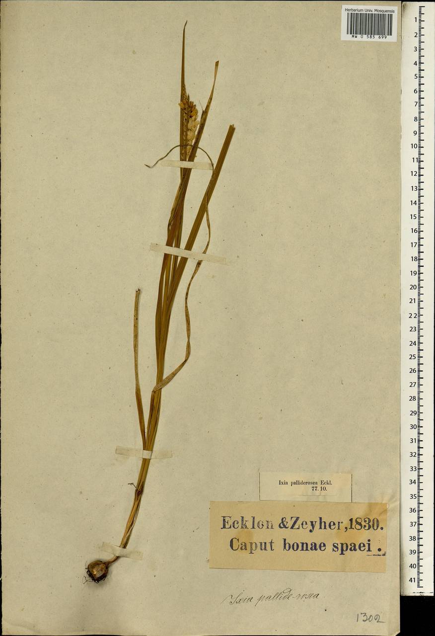 Ixia flexuosa L., Африка (AFR) (ЮАР)