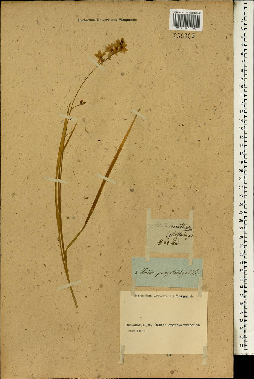 Ixia polystachya L., Африка (AFR) (Неизвестно)