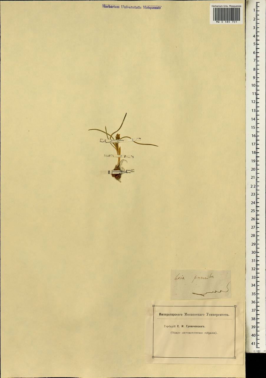 Tapeinia pumila (G.Forst.) Baill., Африка (AFR) (Неизвестно)
