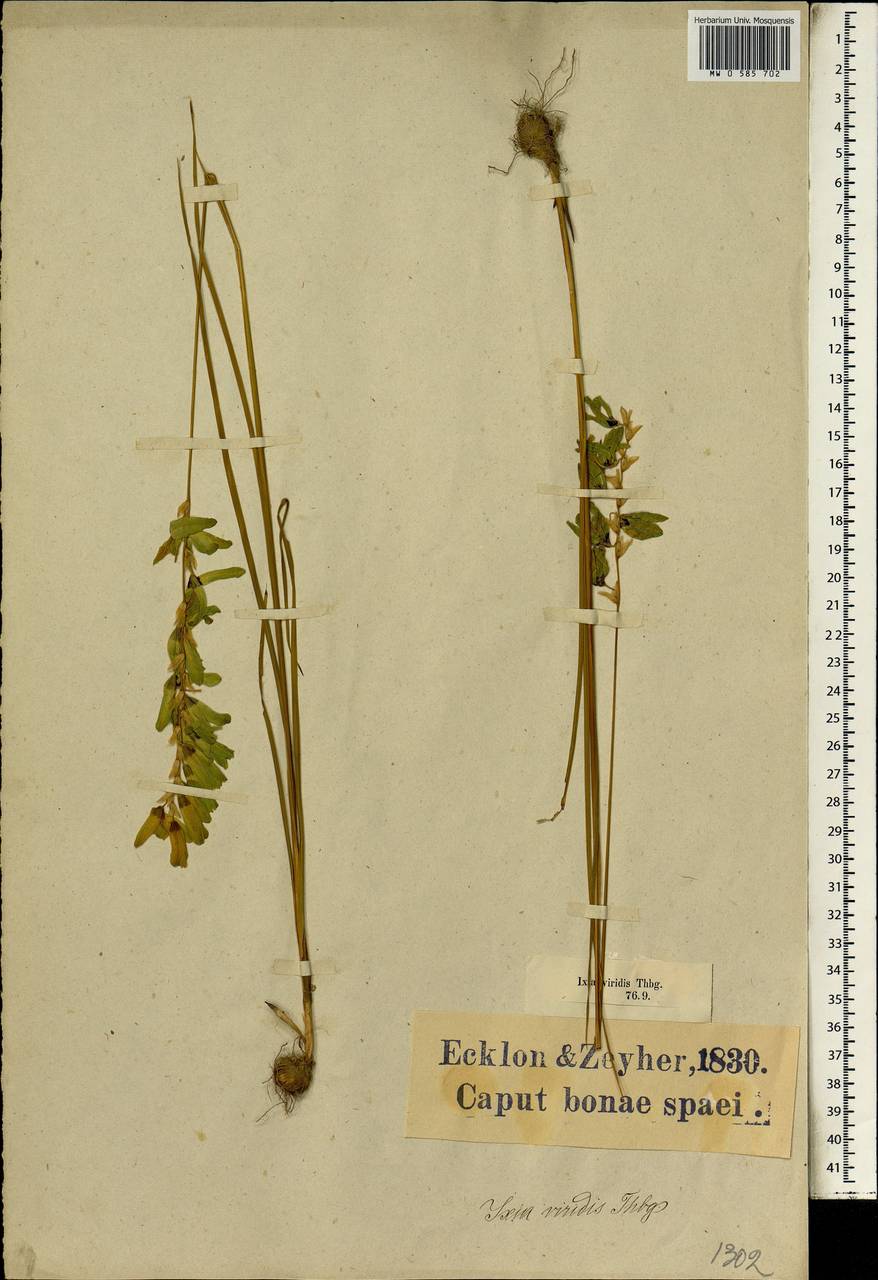 Ixia viridiflora var. viridiflora, Африка (AFR) (ЮАР)