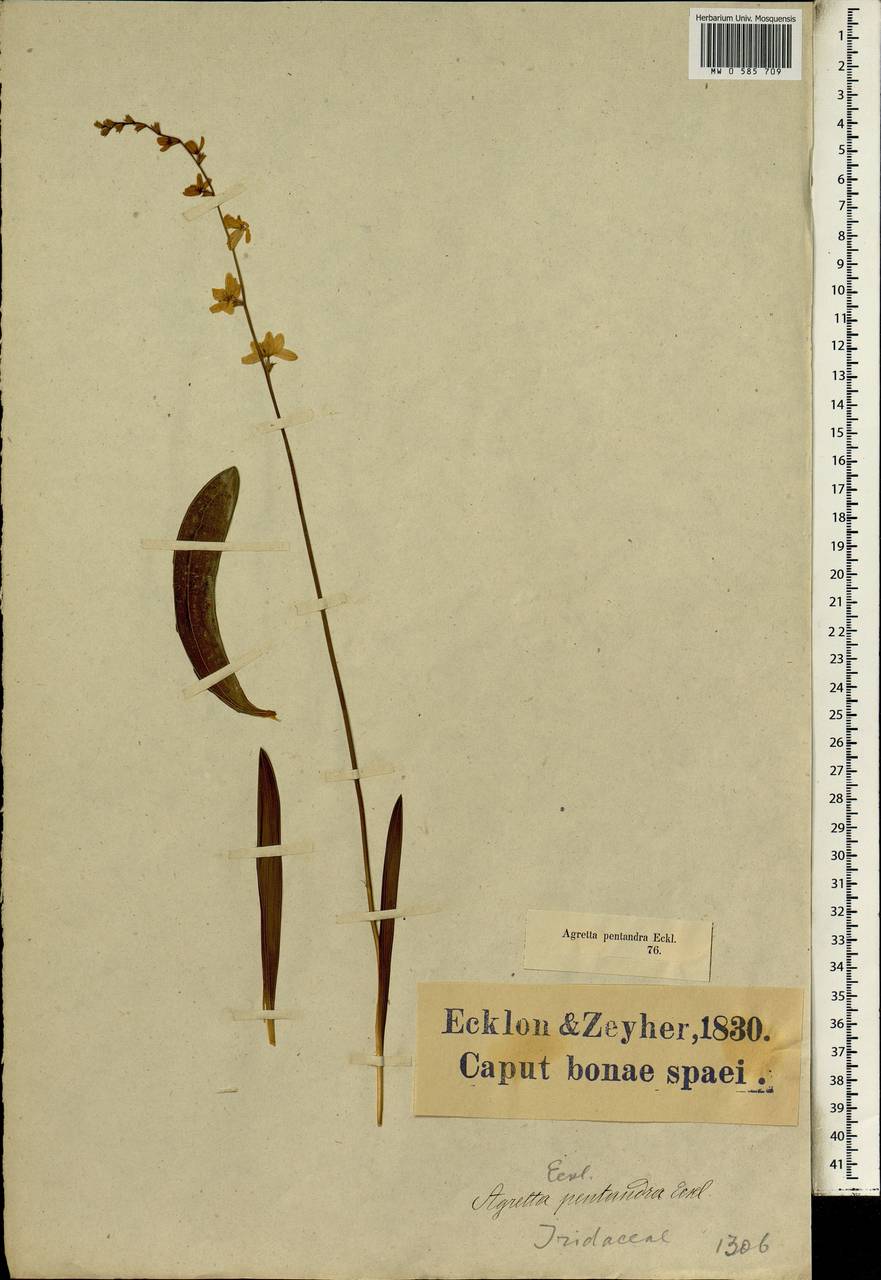 Ixia scillaris subsp. scillaris, Африка (AFR) (ЮАР)