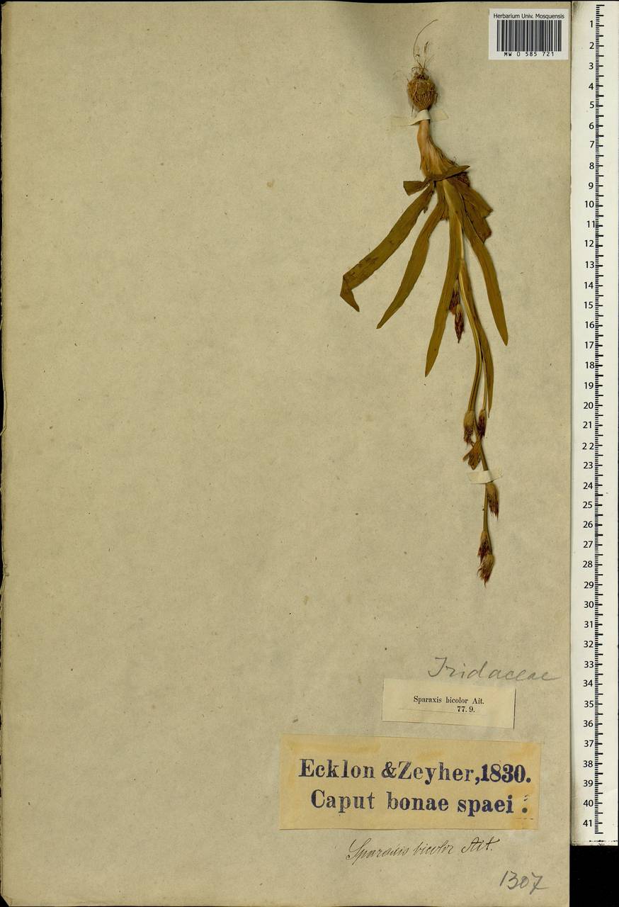 Sparaxis villosa (Burm.f.) Goldblatt, Африка (AFR) (ЮАР)