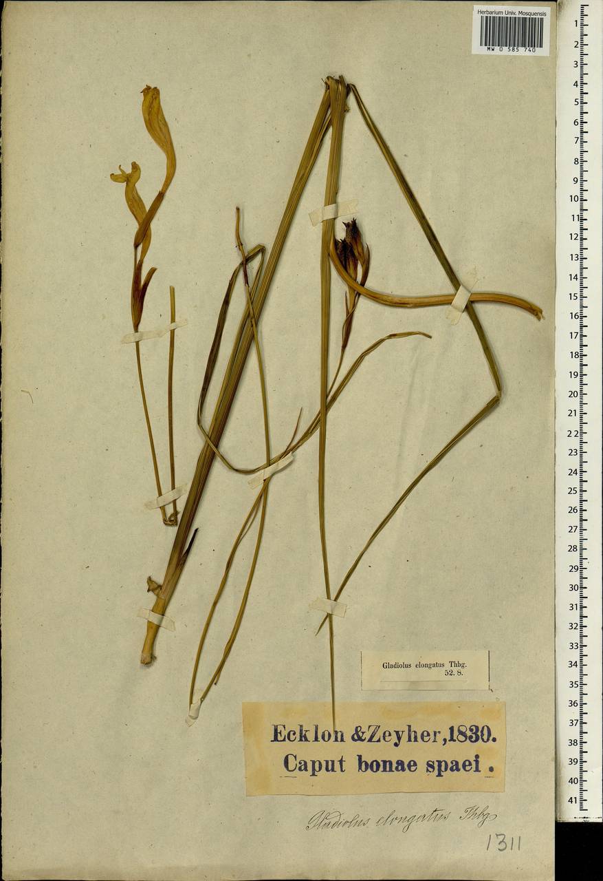 Gladiolus stellatus G.J.Lewis, Африка (AFR) (ЮАР)