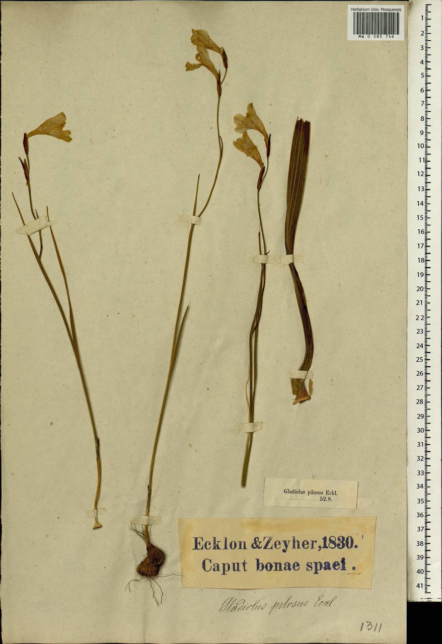 Gladiolus hirsutus Jacq., Африка (AFR) (ЮАР)