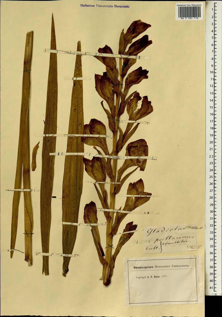 Gladiolus dalenii Van Geel, Африка (AFR) (Неизвестно)