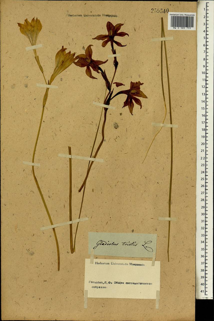 Gladiolus tristis L., Африка (AFR) (Неизвестно)