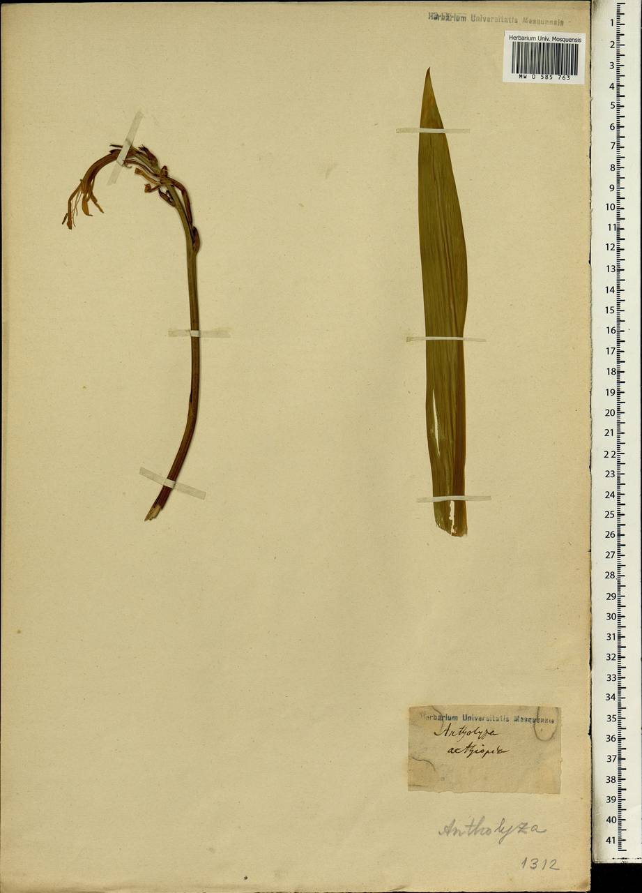 Chasmanthe aethiopica (L.) N.E.Br., Африка (AFR) (Неизвестно)