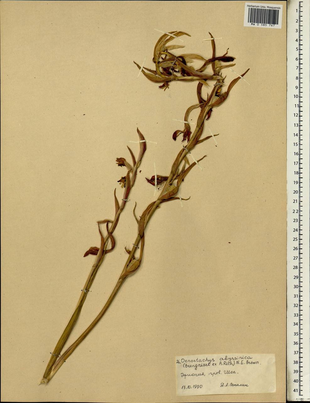 Шпажник абиссинский (Brongn. ex Lem.) B.D.Jacks., Африка (AFR) (Эфиопия)