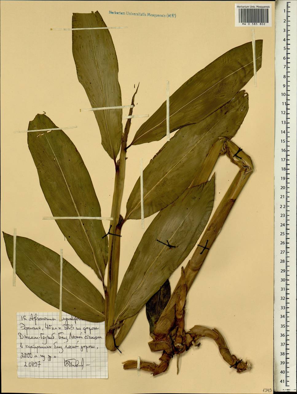 Aframomum angustifolium (Sonn.) K.Schum., Африка (AFR) (Эфиопия)