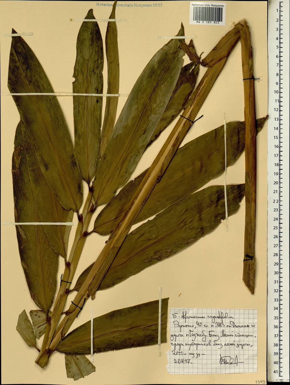 Aframomum angustifolium (Sonn.) K.Schum., Африка (AFR) (Эфиопия)