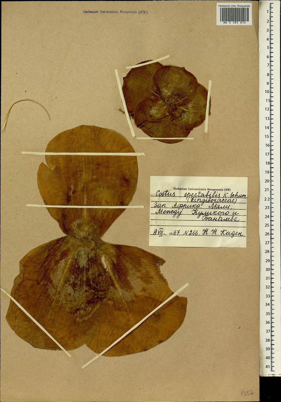 Costus spectabilis (Fenzl) K.Schum., Африка (AFR) (Мали)
