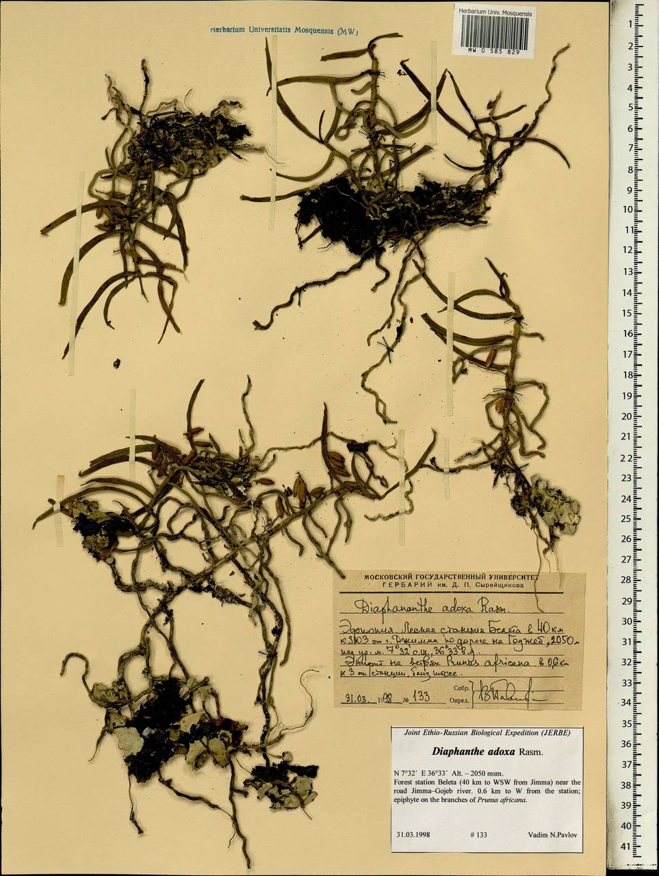 Rhipidoglossum adoxum (F.N.Rasm.) Senghas, Африка (AFR) (Эфиопия)