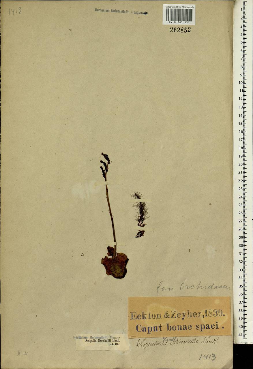 Holothrix burchellii (Lindl.) Rchb.f., Африка (AFR) (ЮАР)