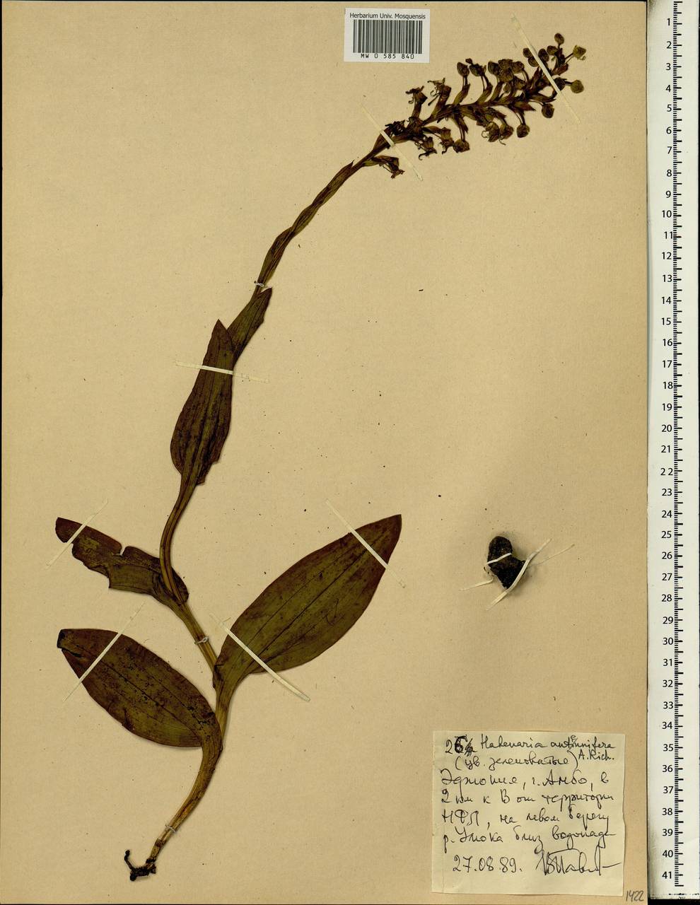Habenaria antennifera A.Rich., Африка (AFR) (Эфиопия)