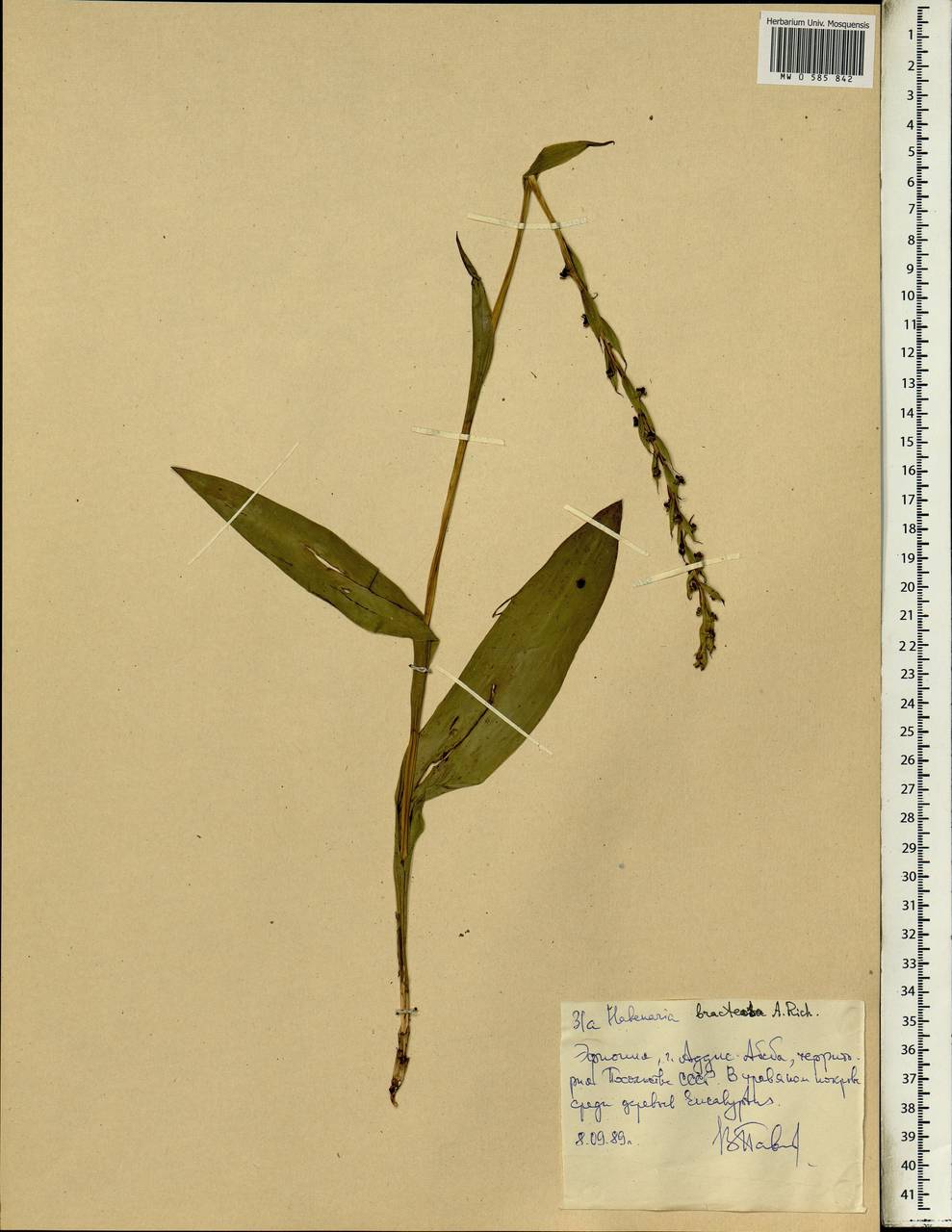 Habenaria bracteosa Hochst. ex A.Rich., Африка (AFR) (Эфиопия)