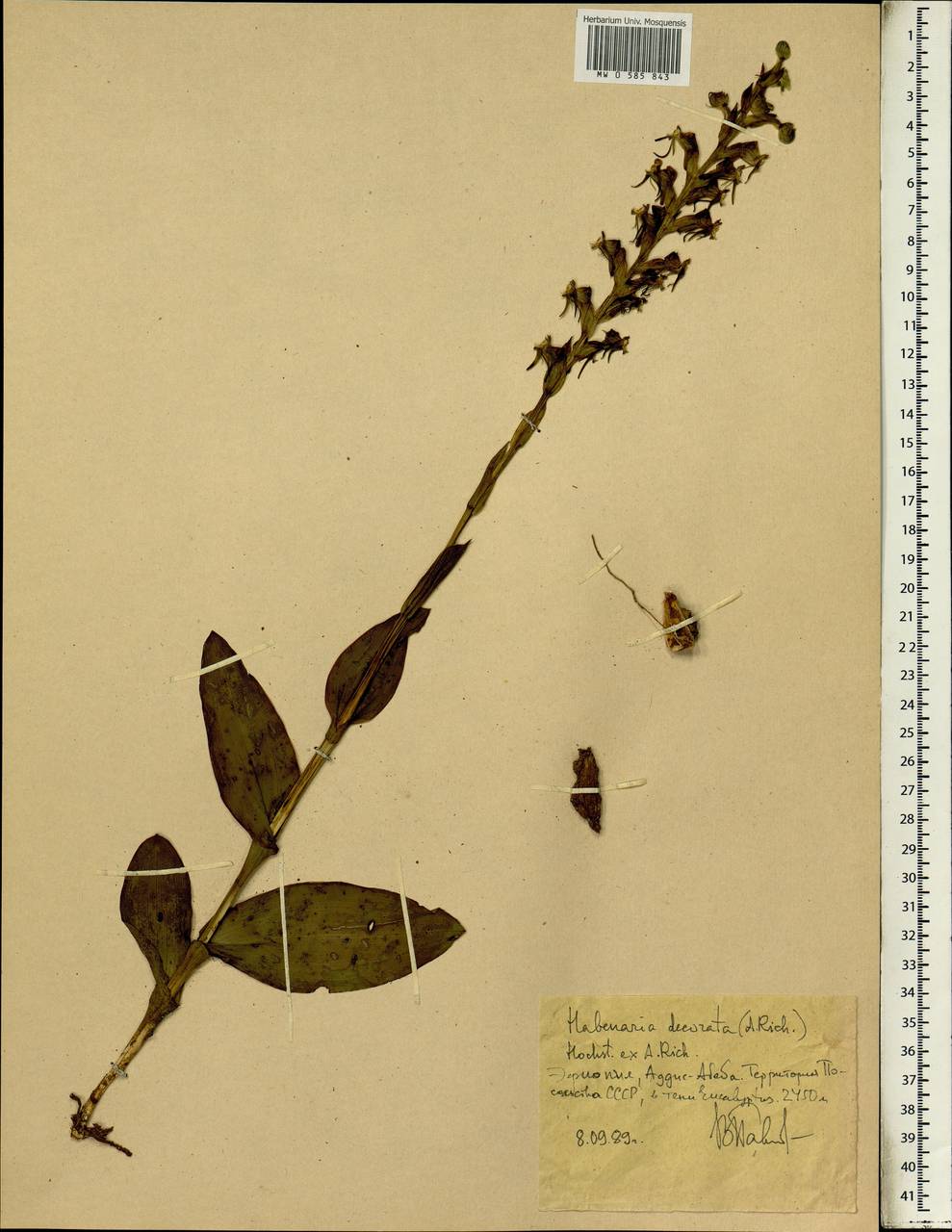 Habenaria decorata Hochst. ex A.Rich., Африка (AFR) (Эфиопия)