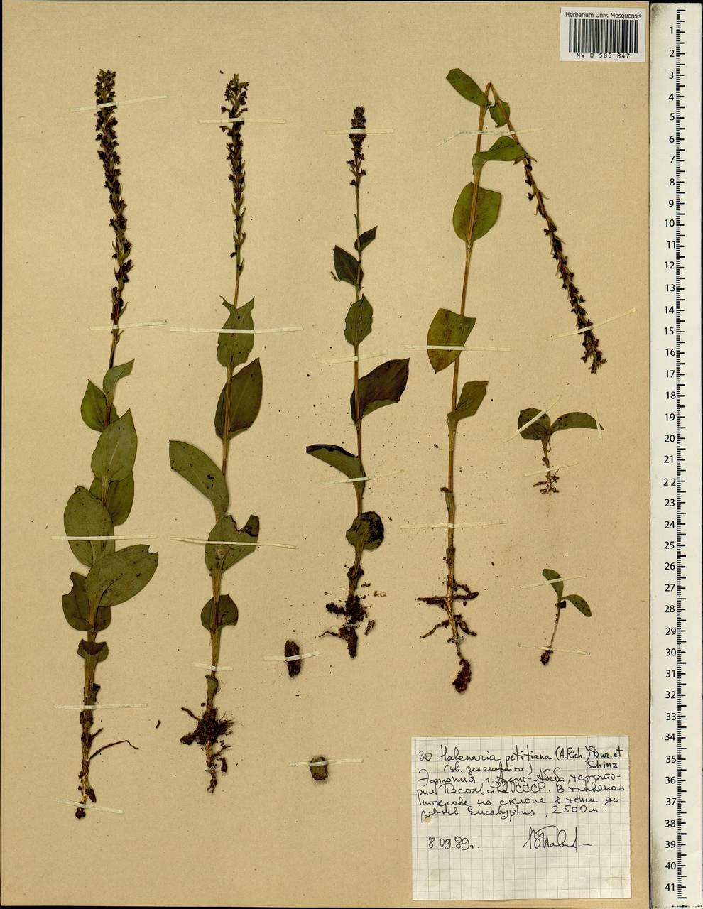 Habenaria petitiana (A.Rich.) T.Durand & Schinz, Африка (AFR) (Эфиопия)