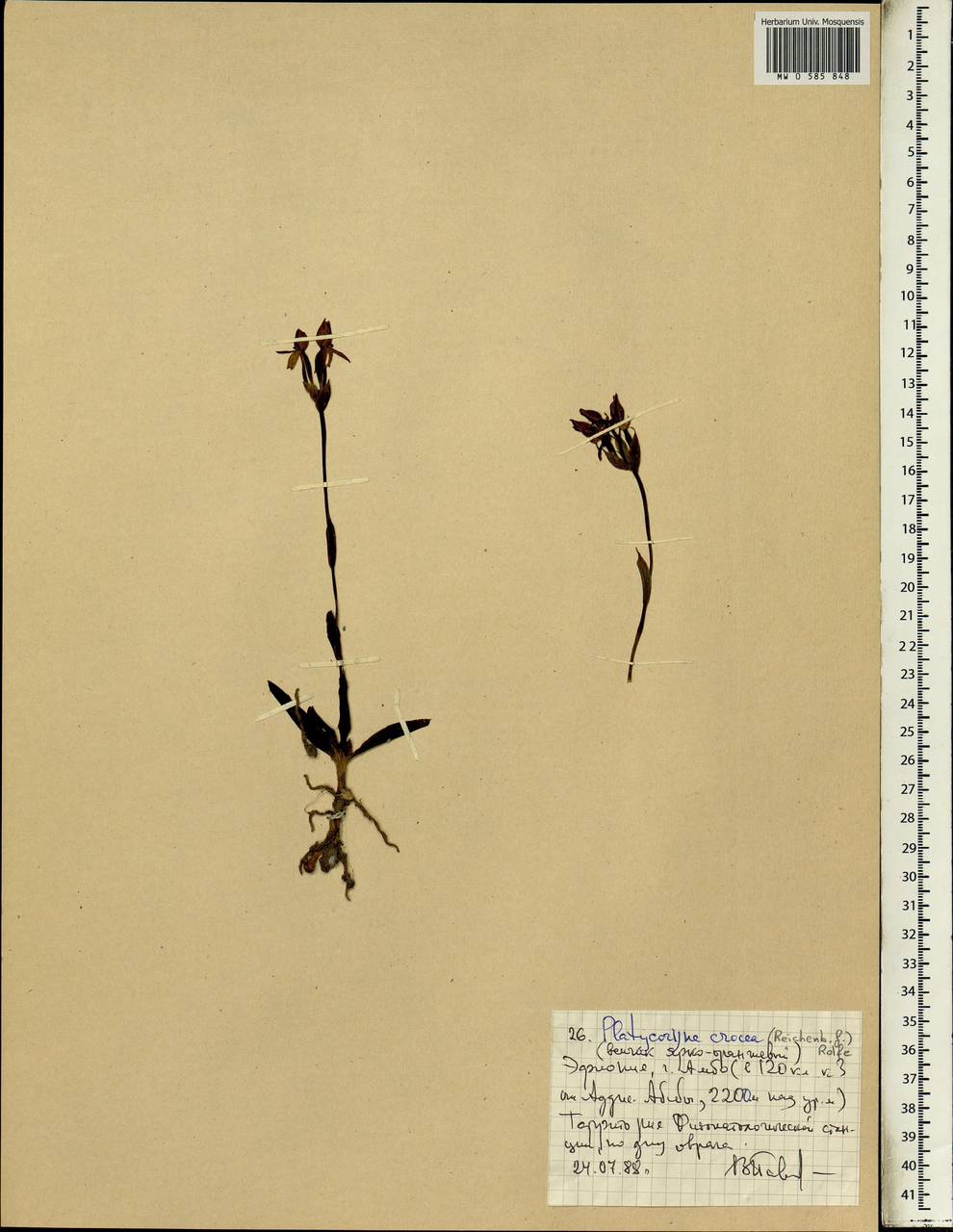 Platycoryne crocea Rolfe, Африка (AFR) (Эфиопия)