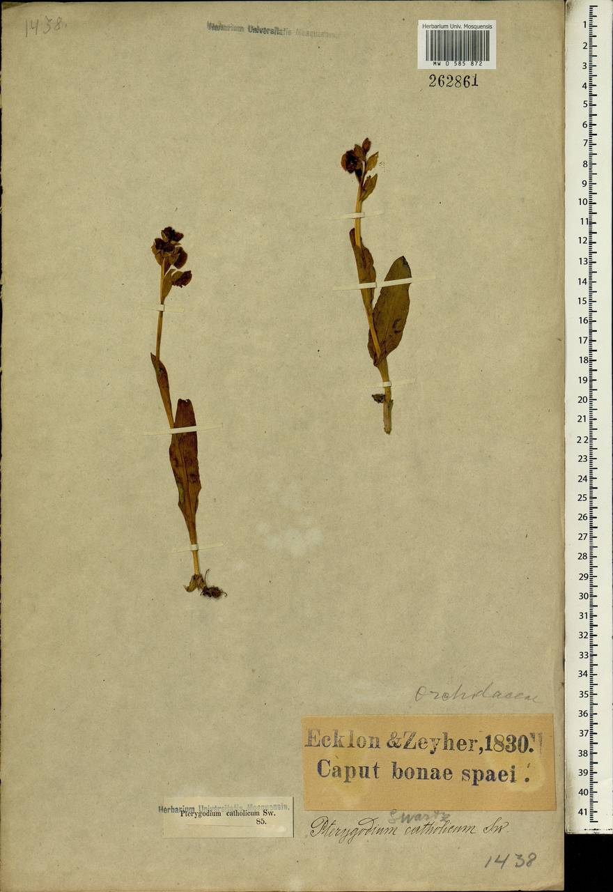 Pterygodium catholicum (L.) Sw., Африка (AFR) (ЮАР)
