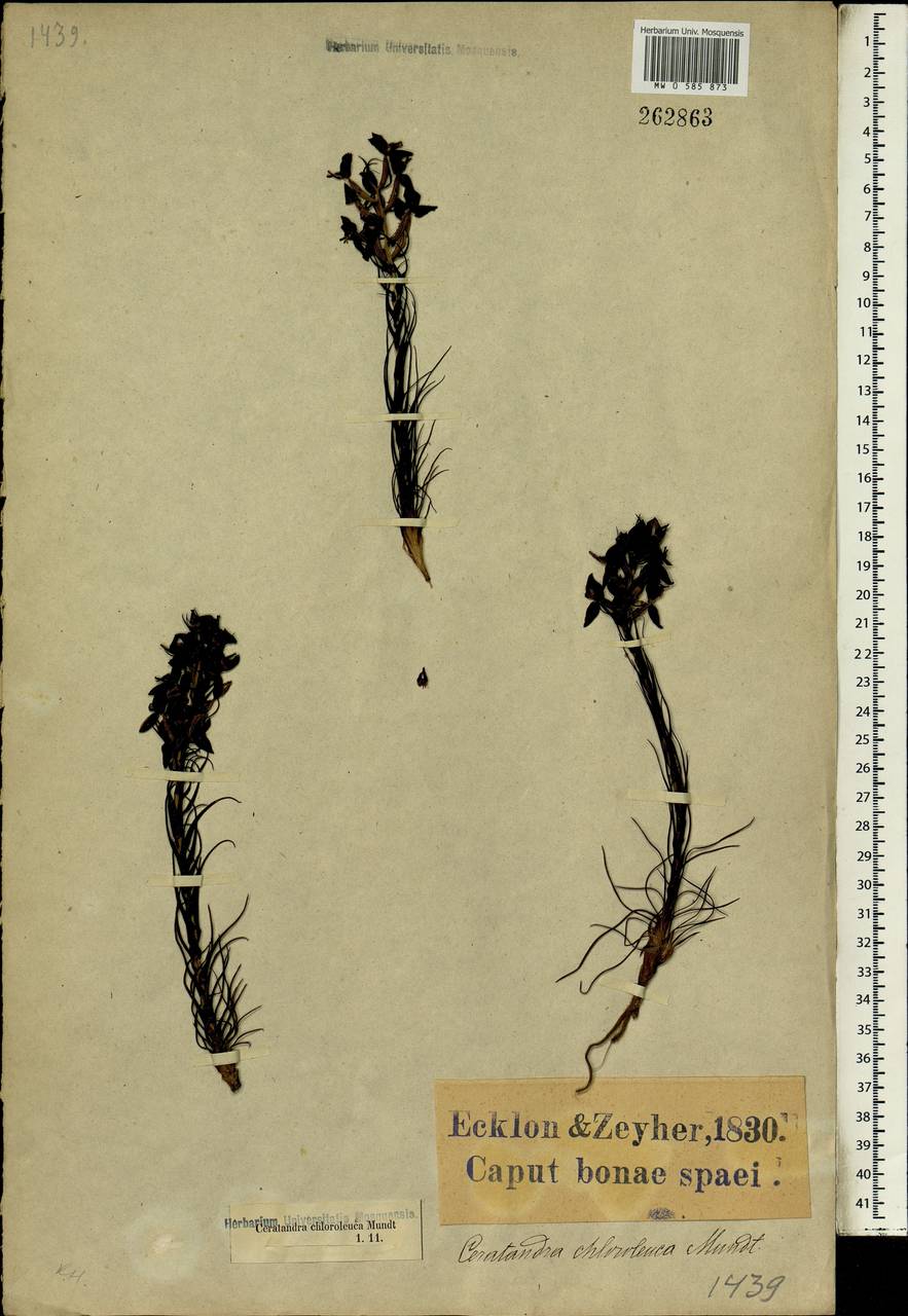 Ceratandra atrata (L.) T.Durand & Schinz, Африка (AFR) (ЮАР)