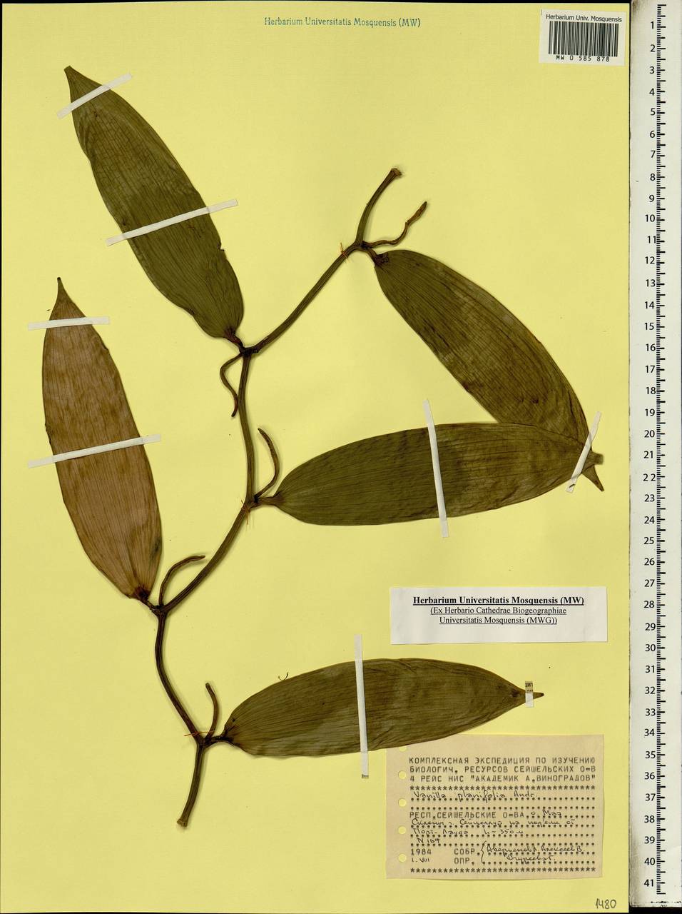 Vanilla planifolia Jacks. ex Andrews, Африка (AFR) (Сейшельские острова)