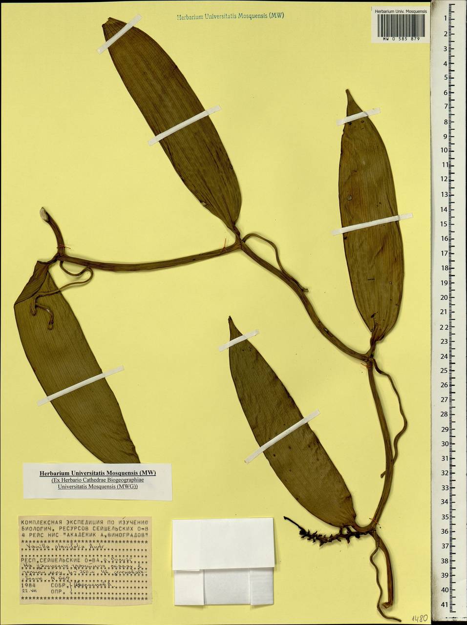 Vanilla planifolia Jacks. ex Andrews, Африка (AFR) (Сейшельские острова)