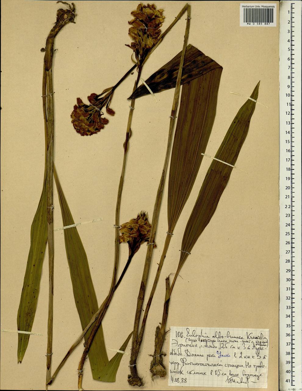 Eulophia albobrunnea Kraenzl., Африка (AFR) (Эфиопия)