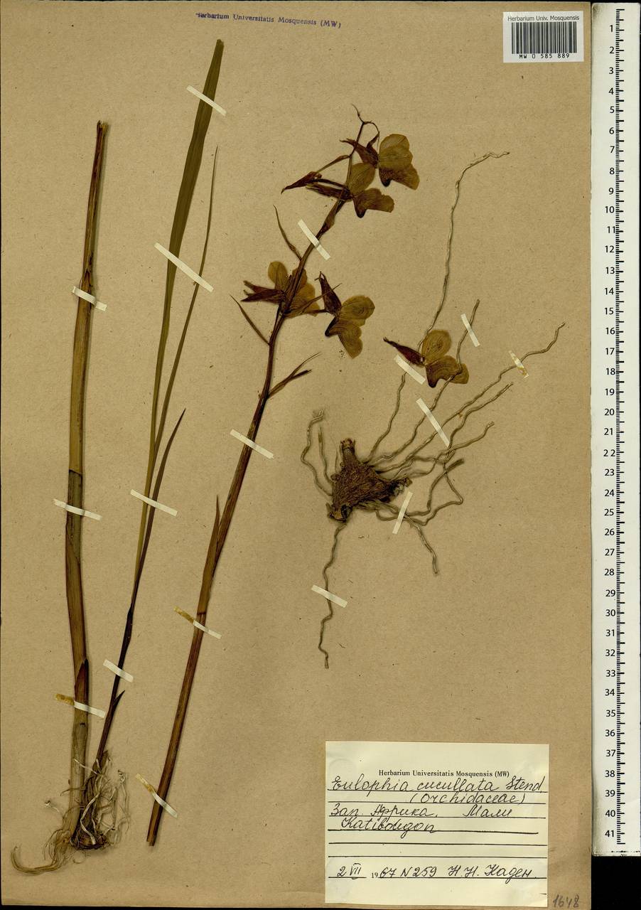 Eulophia cucullata (Afzel. ex Sw.) Steud., Африка (AFR) (Мали)